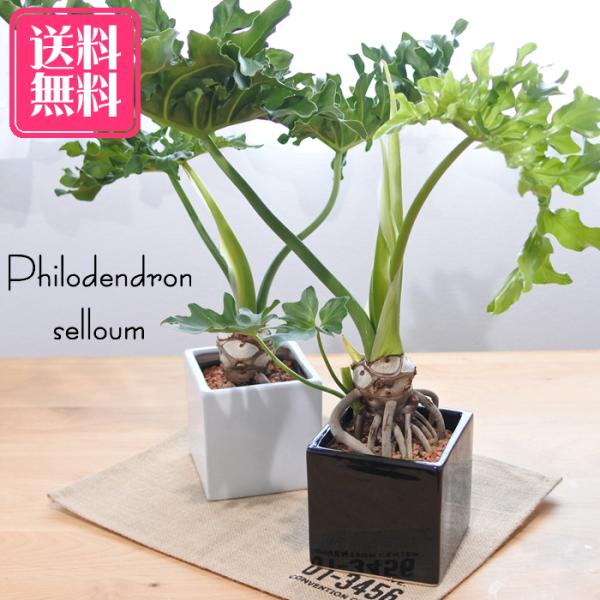 日本花キ流通 観葉植物 フィロデンドロン セローム 5号鉢 スクエア陶器