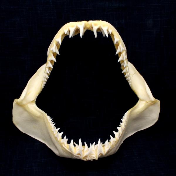 サメ 標本】アオザメNo.161 顎骨標本 サメの歯 コレクション 教材