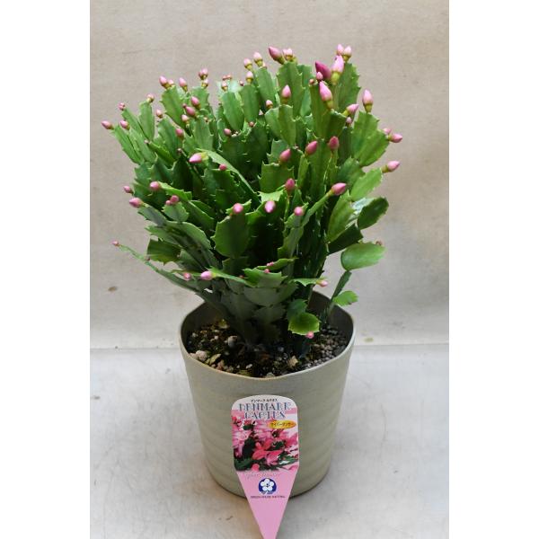 デンマークカクタス サイバーダンサー 5号鉢 : 金井園芸 - 通販