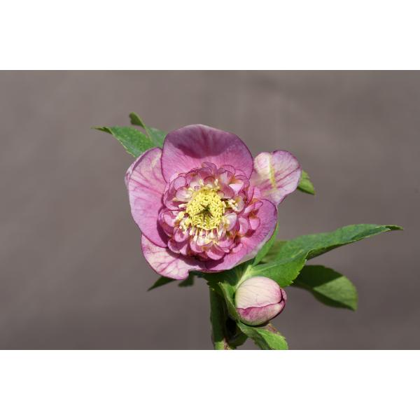 クリスマスローズ開花株 SDパープルピンクモーリー 234 現品限り