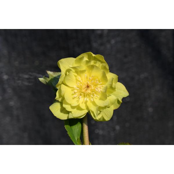 クリスマスローズ開花株 DD多弁系メロンゴールド 239 現品限り : 金井