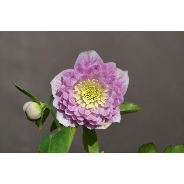 クリスマスローズ開花株 DD多弁咲きプリマヴェーラ 381 現品限り