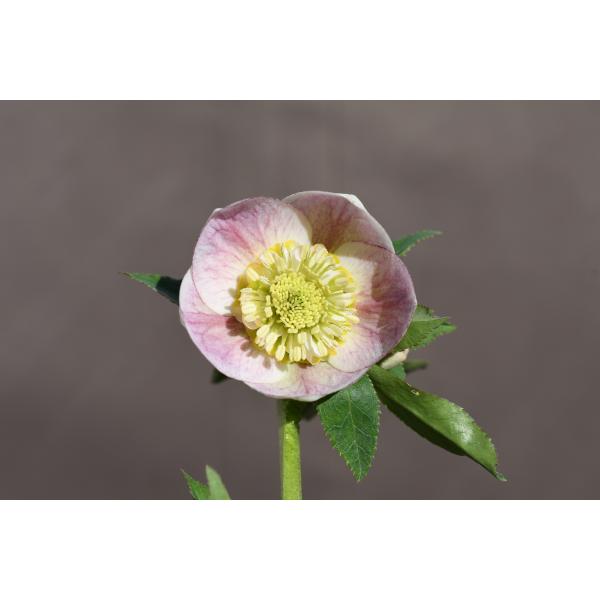 クリスマスローズ開花株 SDプリマヴェーラ 280 現品限り : 金井園芸