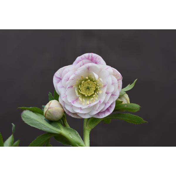 クリスマスローズ開花株 DD多弁咲き系プリマヴェーラ 284 現品限り