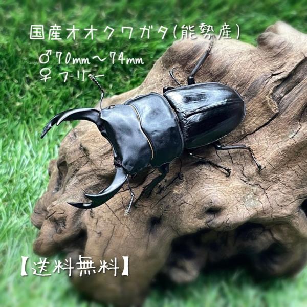 三重県産オオクワガタ♂70mm↑野外品 国産オオクワガタ新潟県産ペア
