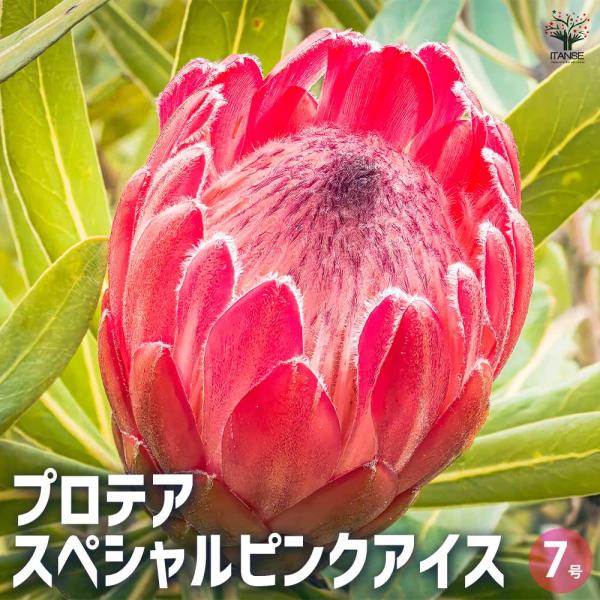 プロテア スペシャルピンクアイス 【花木苗 7号鉢／1個売り