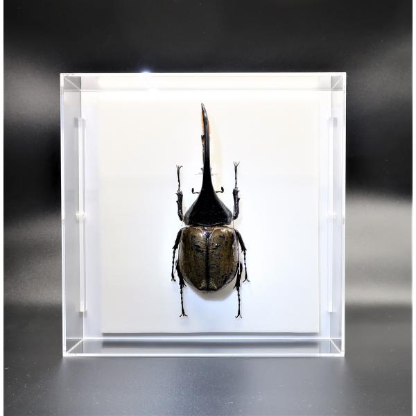 lovelyinsect_saf0815