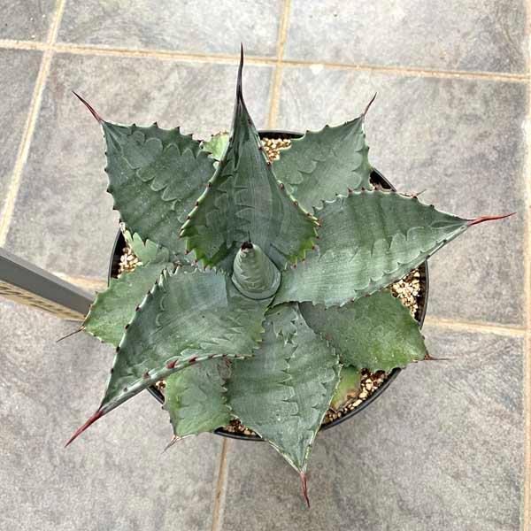 アガベ ミスターリップル Mr Ripple 新築祝い ドライガーデン ロック