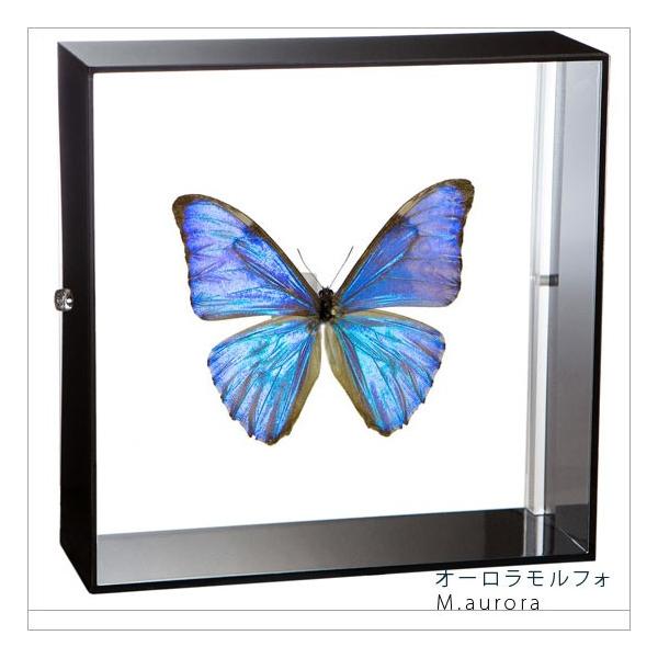 昆虫標本 蝶の標本 オーロラモルフォ アクリルフレーム 黒 : ソプラノ
