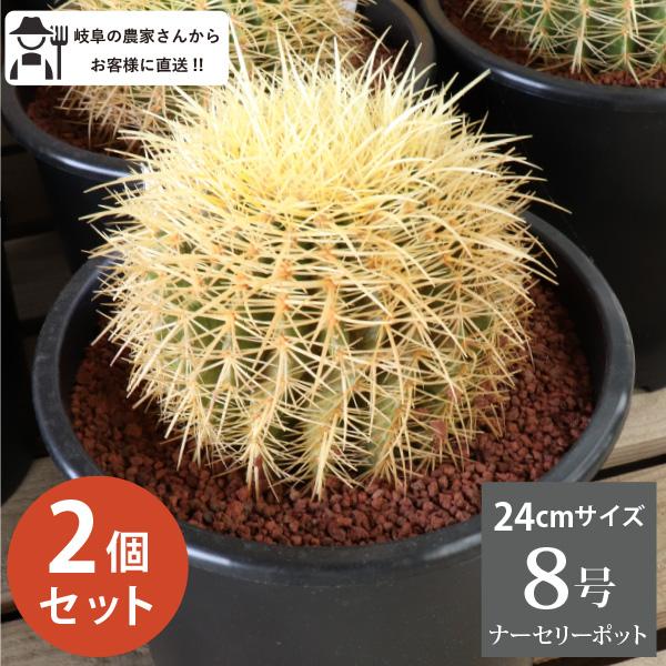 農場直送］キンシャチ 金シャチ 金鯱 サボテン 8号鉢2個セット 樹齢約