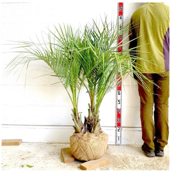 soraniwashop_kokosuyashi-big