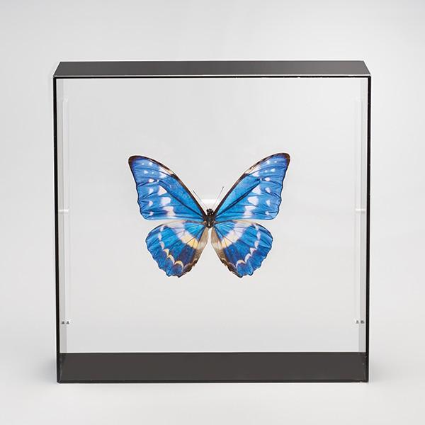 KY-1010 キプリスモルフォ 昆虫標本 : 三宝堂Yahoo!店 - 通販 - Yahoo