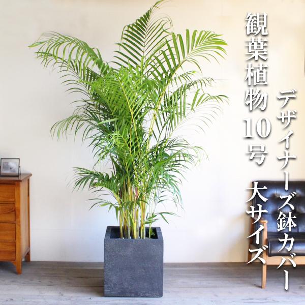 アレカヤシ ヤシの木 観葉植物 10号 大型 キューブ型 高級鉢カバー付