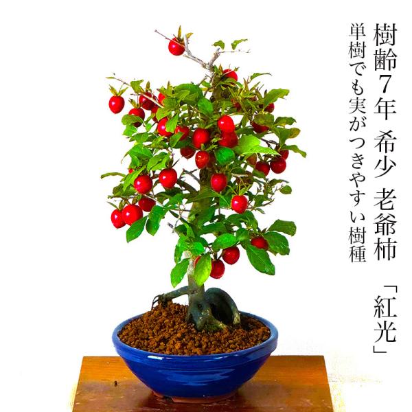 盆栽 ローヤ柿 室内 初心者 おしゃれ観葉 シンボルツリー 誕生日