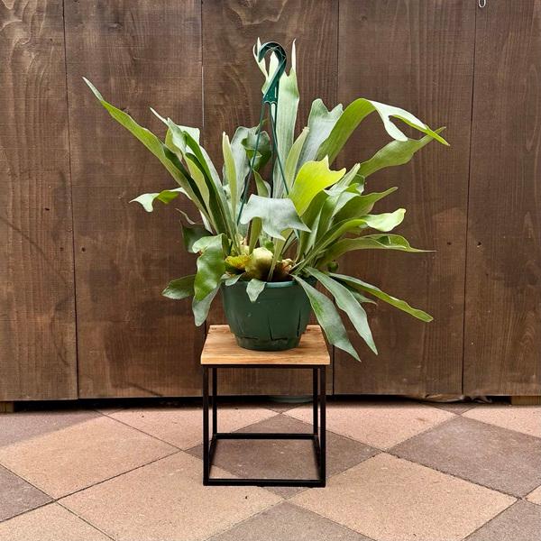 観葉植物：ビカクシダ コウモリラン ネザーランド*7号 吊り鉢 : 遊恵