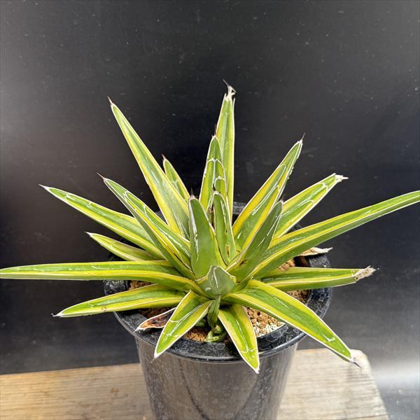 多肉植物：アガベ 笹の雪錦 黄覆輪*L 幅18cm : 遊恵盆栽 Yahoo!店