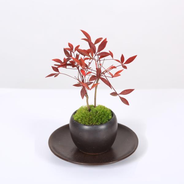 y-bonsai_y3290v-set