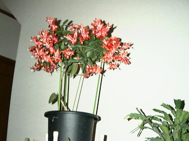 シャコバサボテン