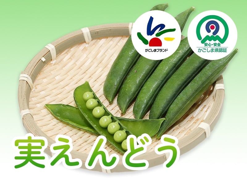 実えんどう - JA鹿児島いずみ