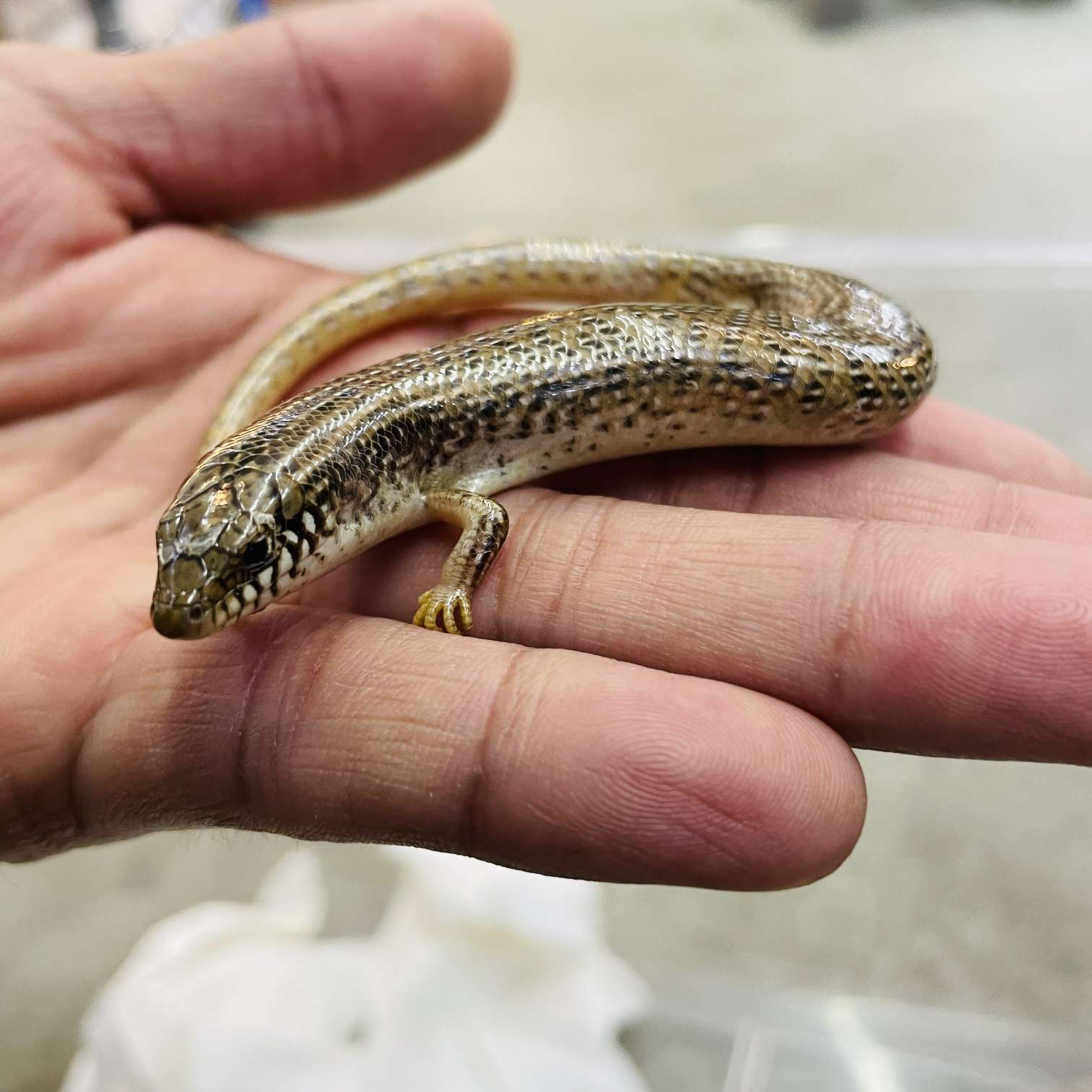 オオアシカラカネトカゲの販売 2026年 ペットショップJaRep(ジャレップ