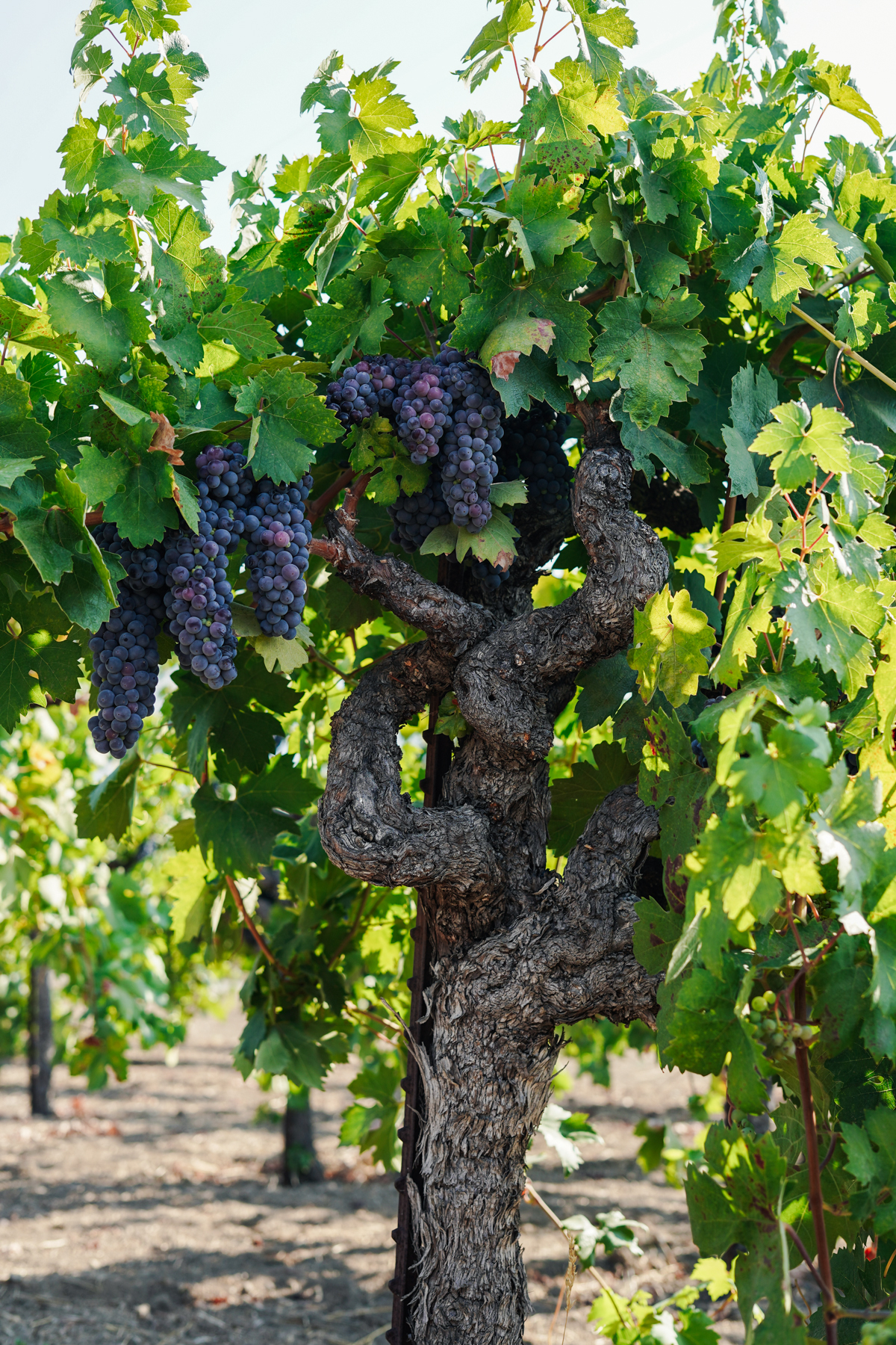 2021 Il Mostro Red Wine — James Cole Winery