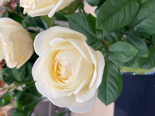 いい花の新基準 : ジャパンフラワーセレクション（JFS）