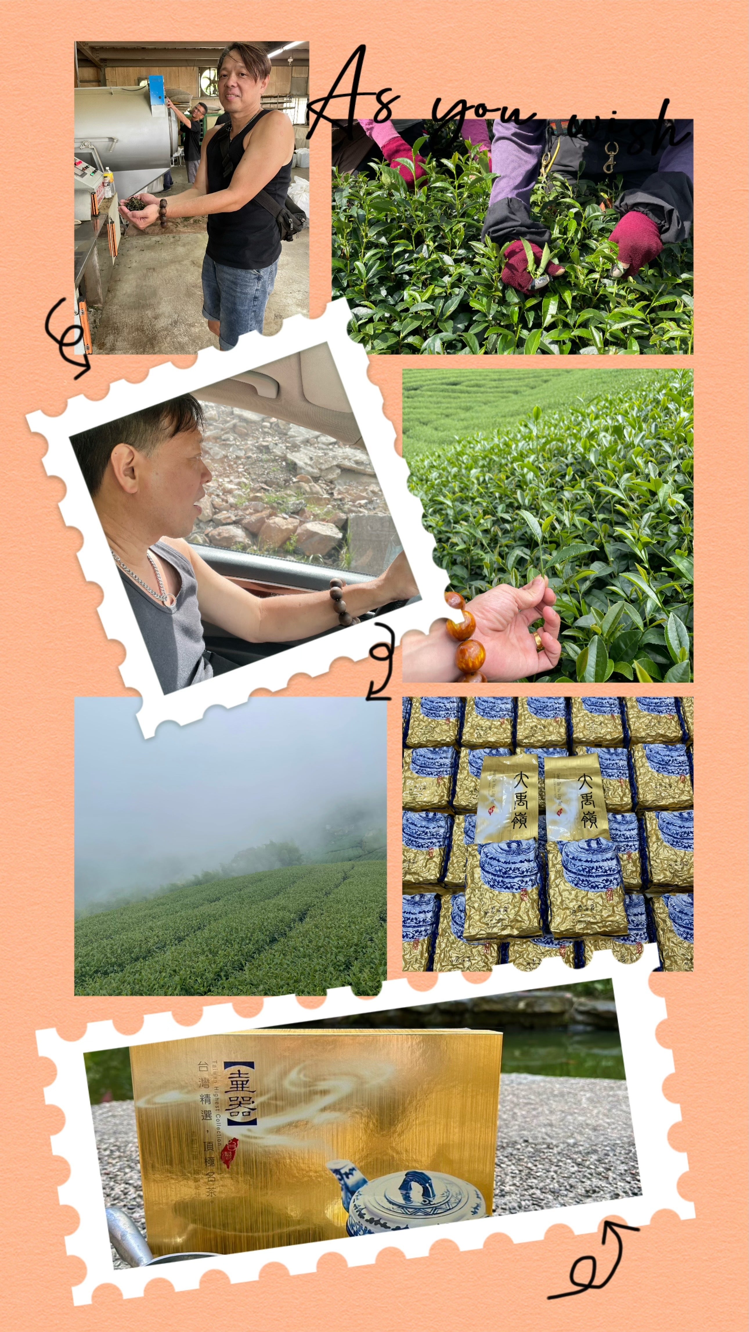 大禹嶺高冷茶(2025冬茶) – 金富茶葉線上商城