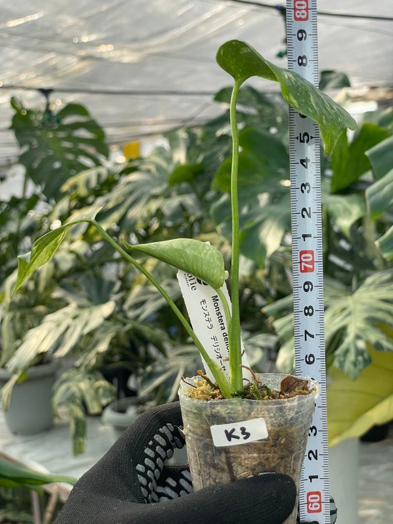 厳選斑入り】モンステラ デリシオーサ タイコンステレーション 希少種