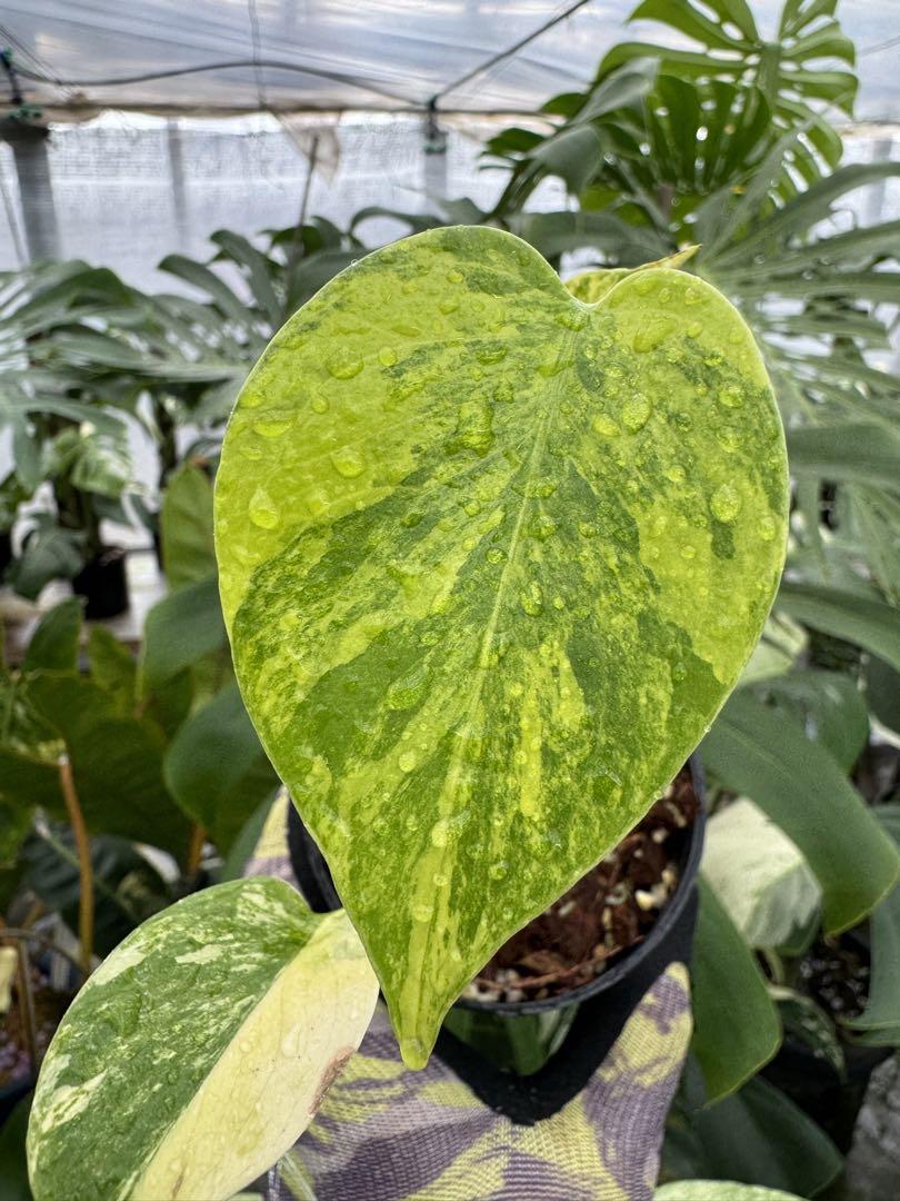 極上黄斑】モンステラ・デリシオーサ 'イエローマリリン'（イエロー