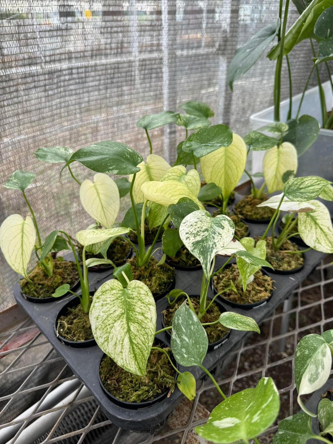 モンステラ デリシオーサ ホワイトモンスター 天津蘭 斑入り 希少種