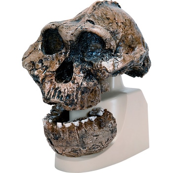 M60-4609 古代人頭蓋骨模型(ボイセイ猿人) ナリカ 1個 M60-4609