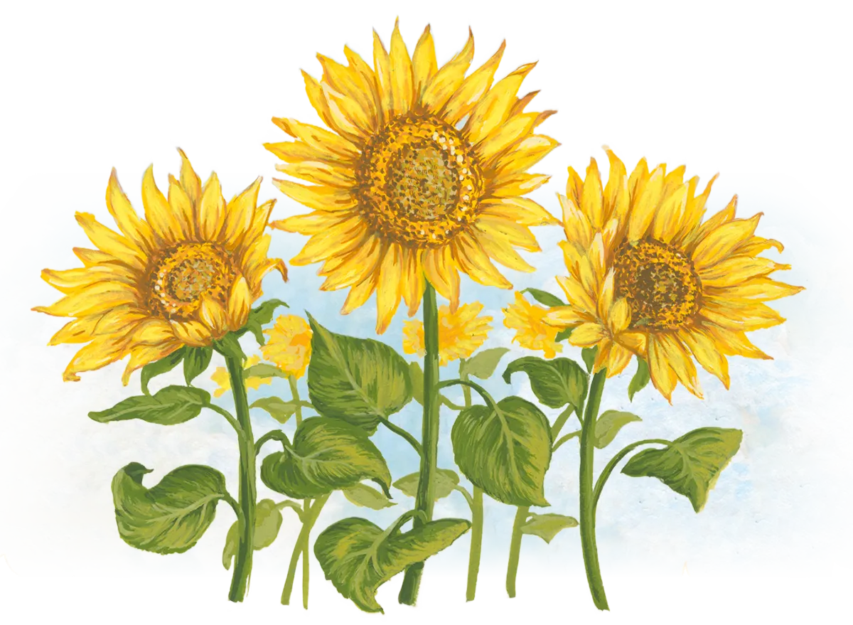 ヒマワリ | ネイチャーテクノロジー：シャープ