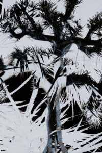 Plastic Tree's self-titled album 