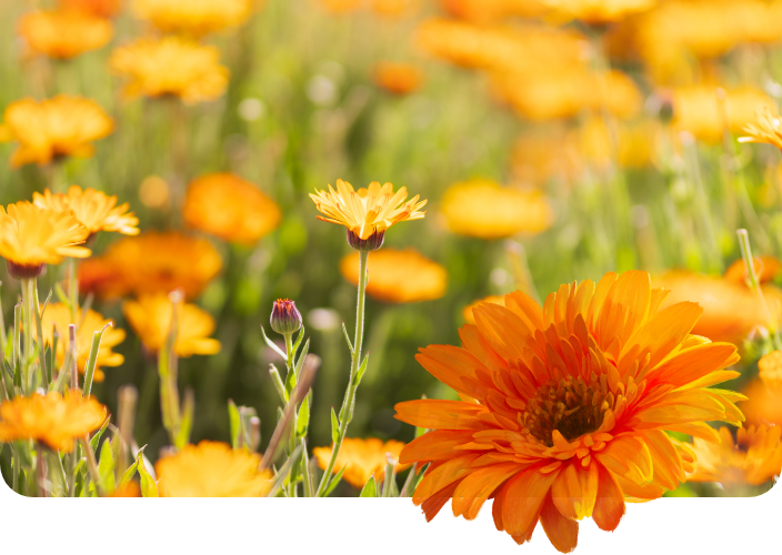 カレンドラ コレクション - CALENDULA COLLECTION ｜Jurlique