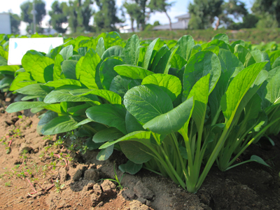 こいしい菜 | カネコ種苗株式会社 | 未来をひらく・・カネコ交配