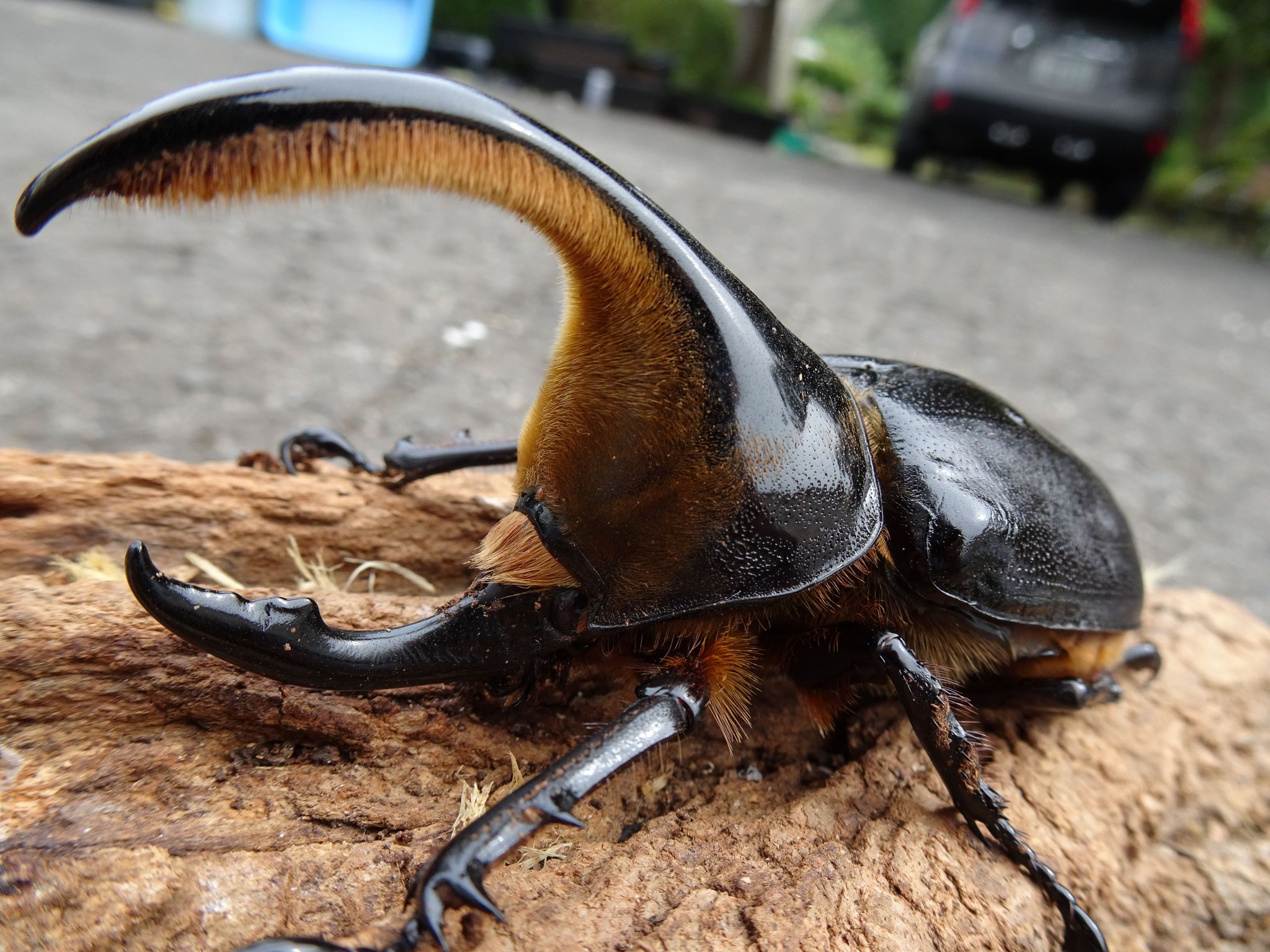 昆虫標本 大型サタンオオカブト103mm 飼育個体 昆虫標本 大型サタン
