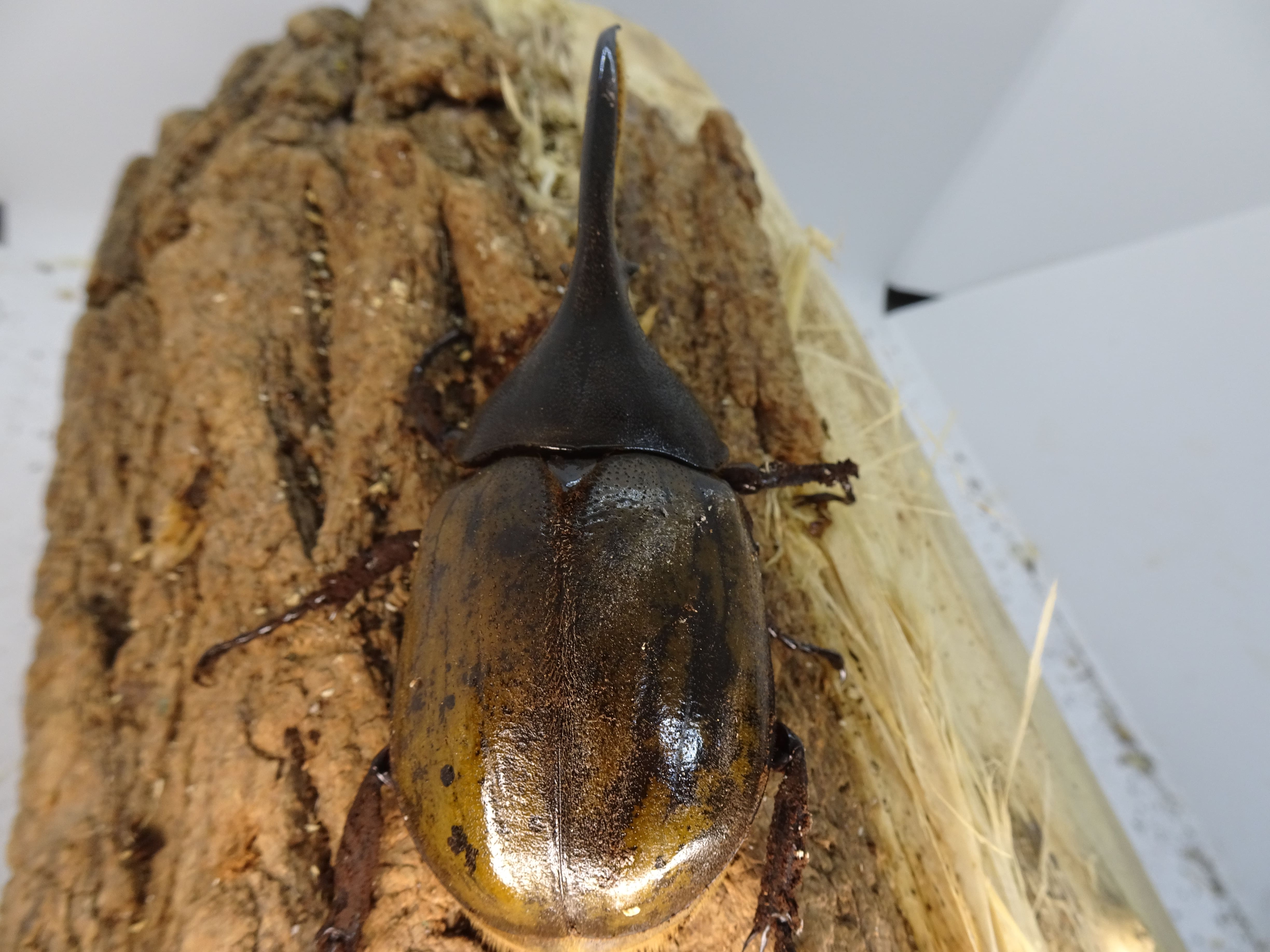 ヘラクレス販売のビーラボ / DHブリュゼニ 成虫 ペア 羽先100mm65mm 完