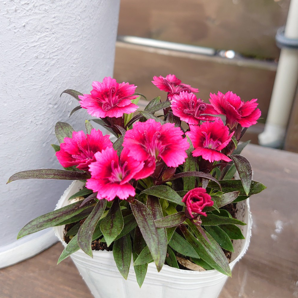 四季咲ナデシコ 常夏『F．ホシノカケラ』 – 福井のフラワーショップ