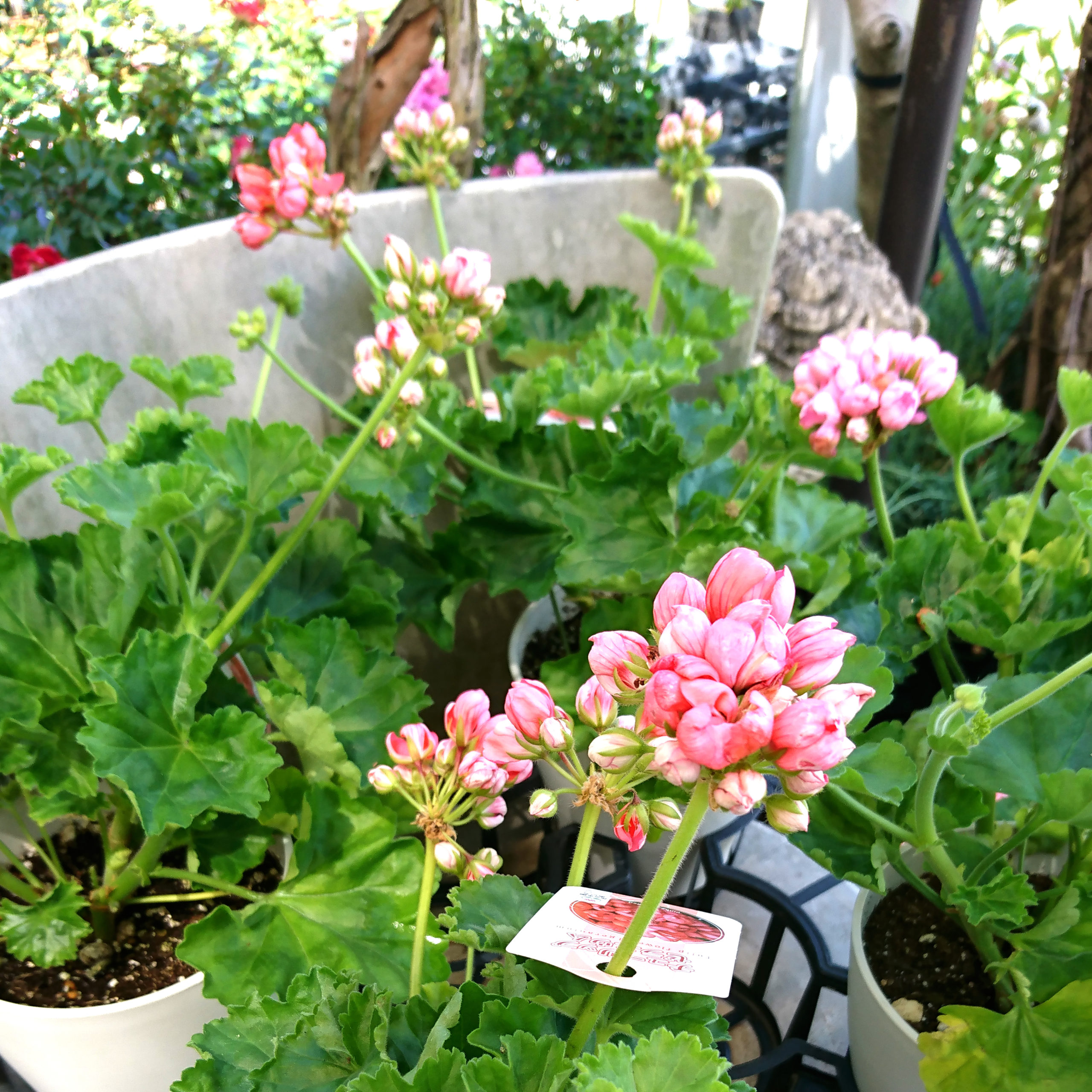 珍しい品種のチューリップゼラニウム – 福井のフラワーショップ「開花園」