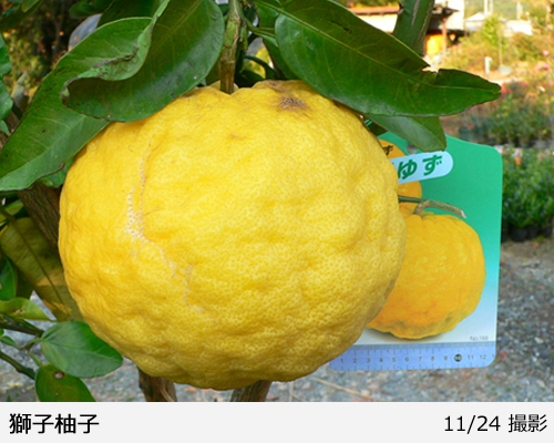 柑橘類 獅子柚子(ししゆず・おにゆ)の地掘大苗 - 果樹苗・大苗・苗木