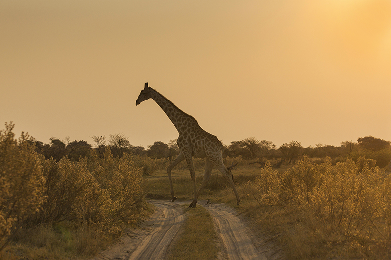 オカバンゴデルタ 砂漠の楽園 ボツワナ - suzuki kaku official