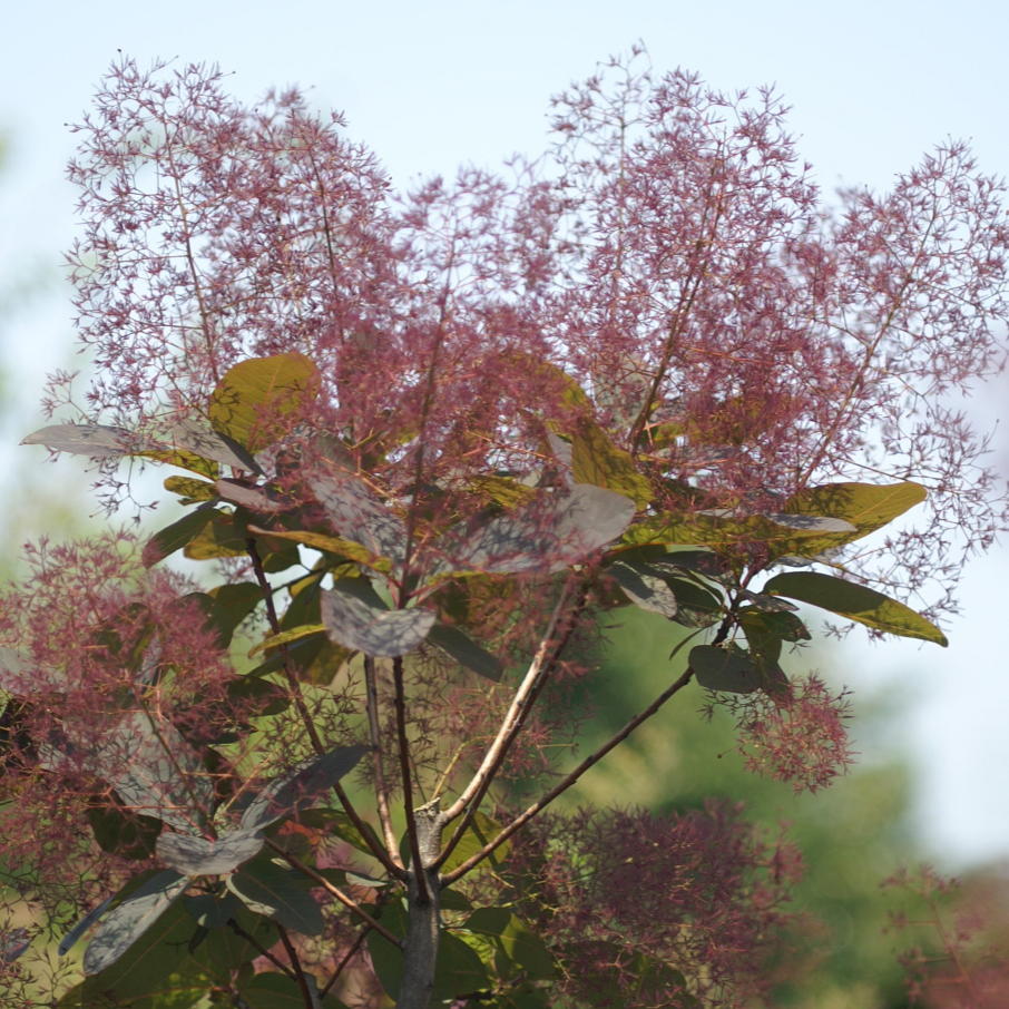 スモークツリー・グレース 9cmポット苗 - Web-Garden 花光園