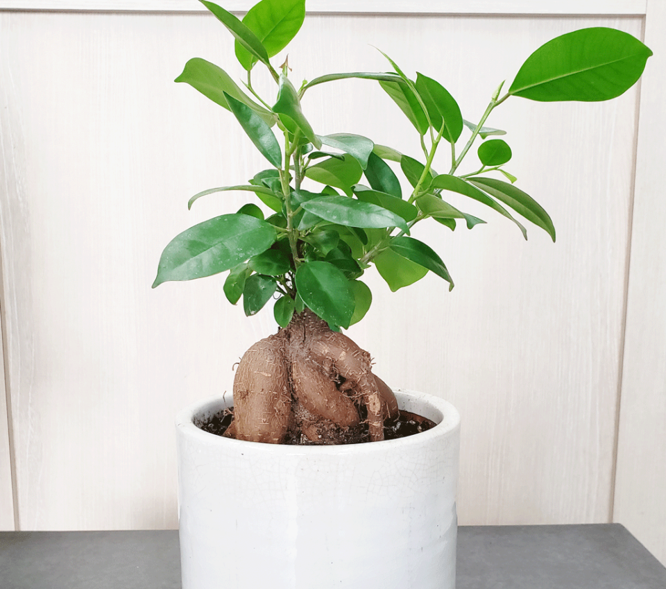 観葉植物： ガジュマル[フラワーショップ ボタニカルスタイル