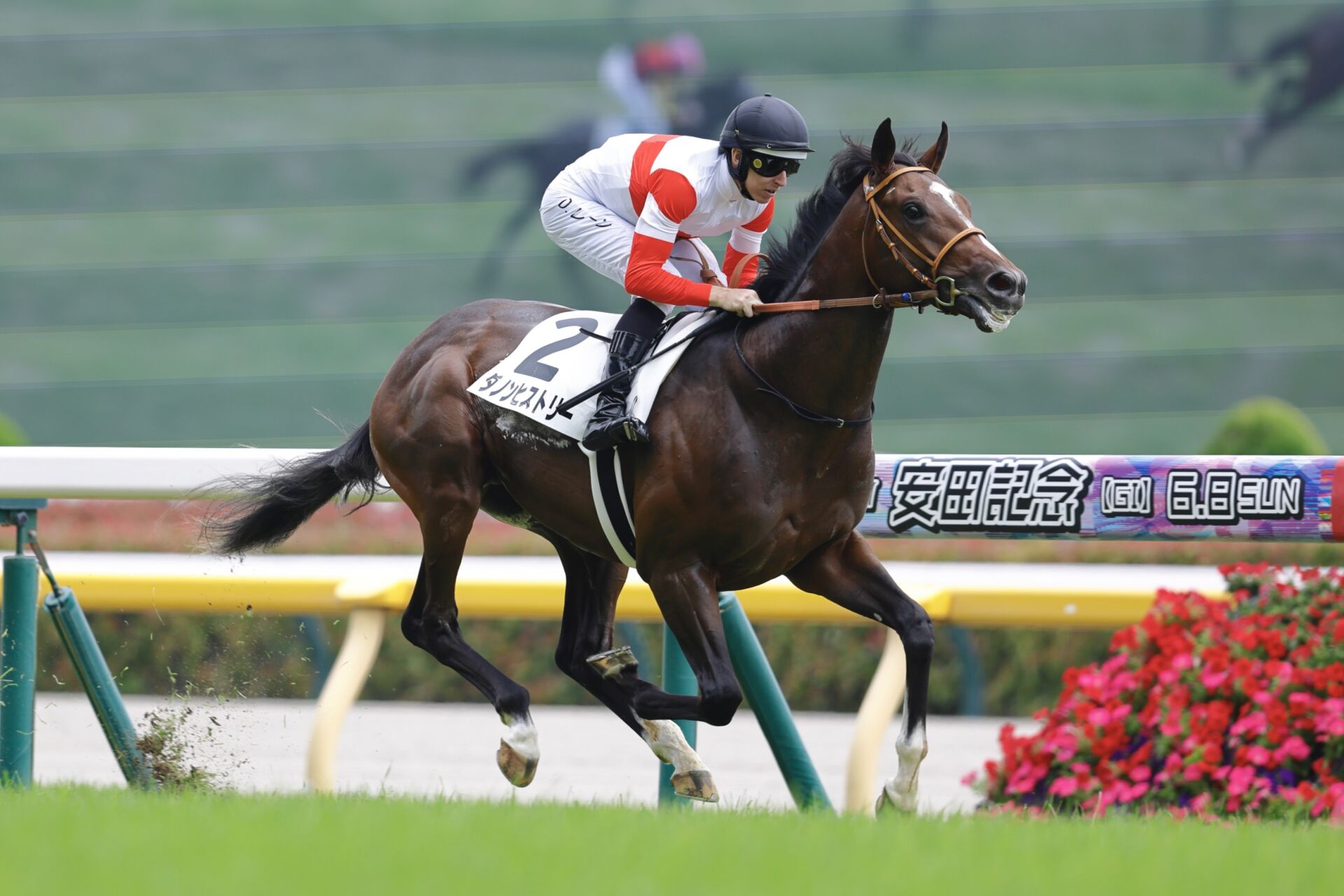 新馬/東京5R】単勝1.2倍ダノンヒストリーが快勝…ダノンベルーガ