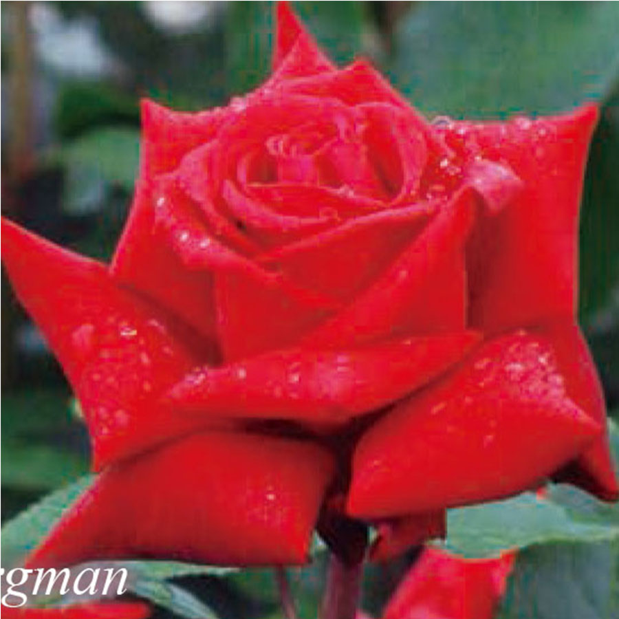 イングリッド バーグマン（H.T）(Ingrid Bergman) - バラのWEBカタログ