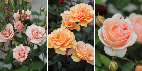 たまくしげ]春苗｜バラと庭あそび京阪園芸公式ショップ