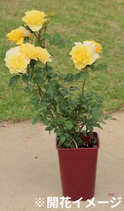 バラ秋苗（秋大苗）バラ苗通販｜バラと庭あそび京阪園芸公式ショップ