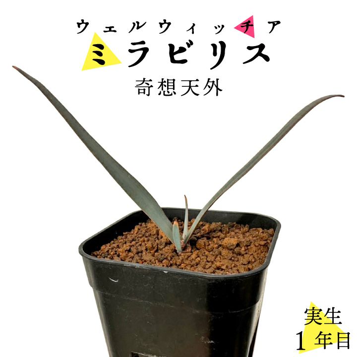 送料無料】奇想天外 ウェルウィッチア・ミラビリス 実生1年目 3号