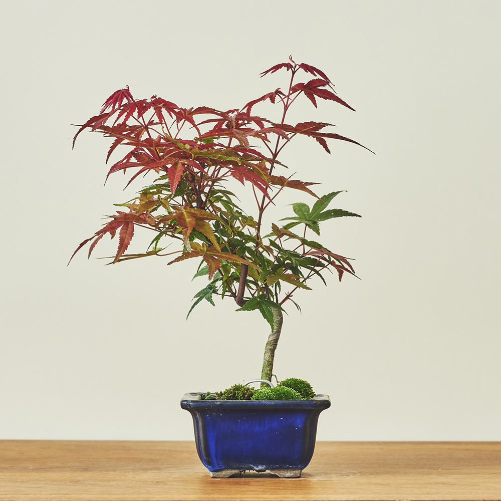 もみじ出猩々（デショウジョウ） / 盆栽、多肉植物、塊根植物、観葉