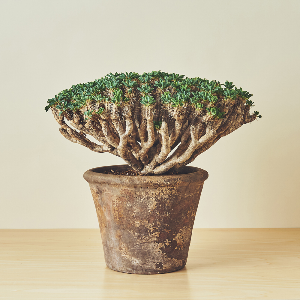 ユーフォルビア・ギラウミニアナ / 盆栽、多肉植物、塊根植物、観葉